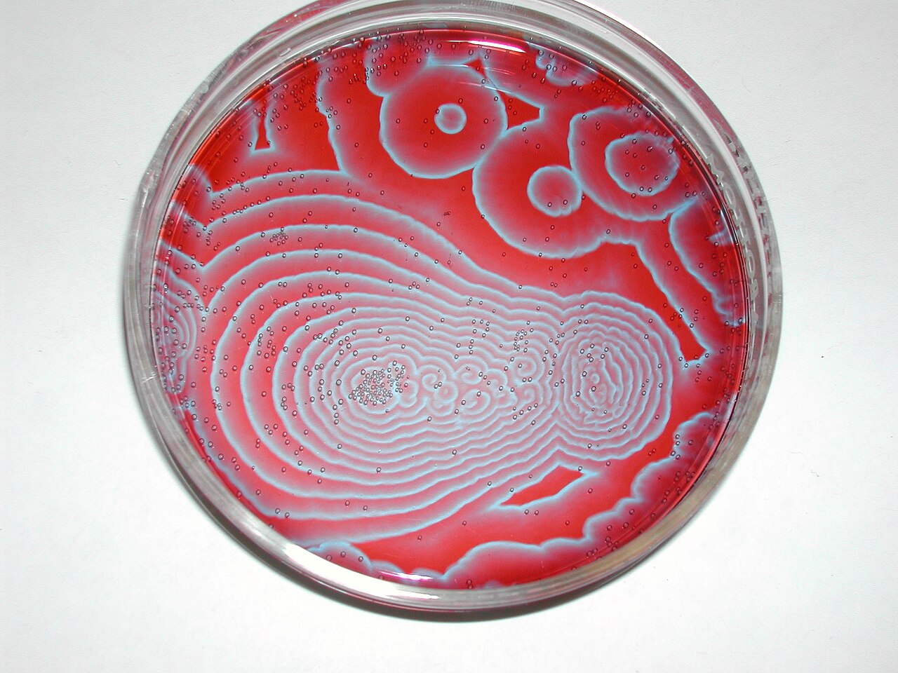 Photograph of a petri dish of deep red Belousov-Zhabotinsky reagent crossed by pale blue wave fronts, nested as concentric rings around several separate centres, with gas bubbles scattered across the layer