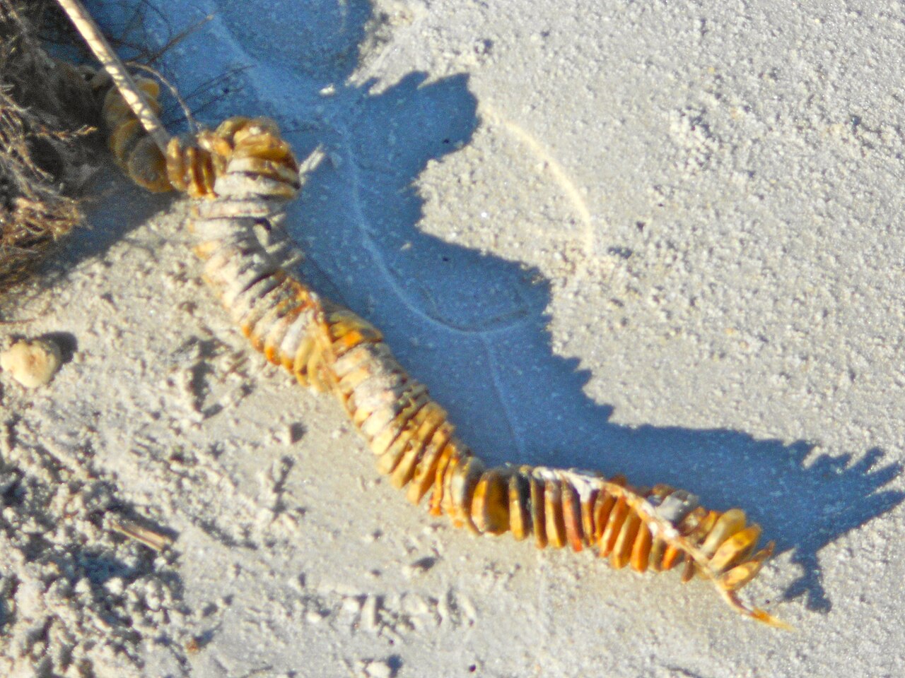 A dried whelk egg-case string lying on beach sand: a curving row of flat, disc-shaped capsules that looks like a segmented worm