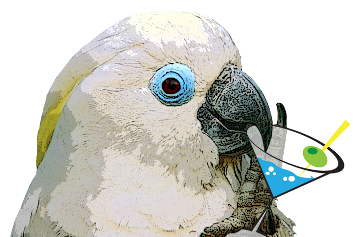 Cockatoo