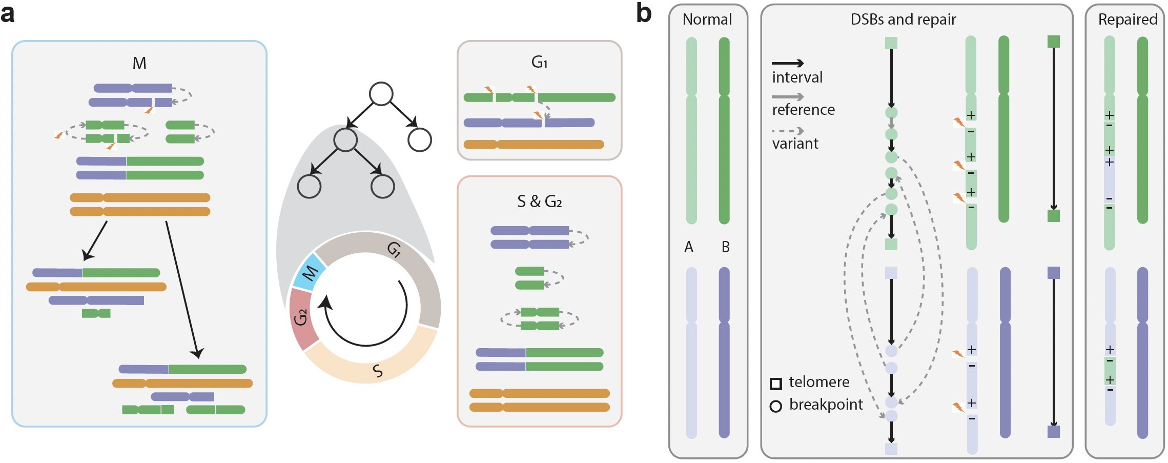 The stochastic cell-cycle model