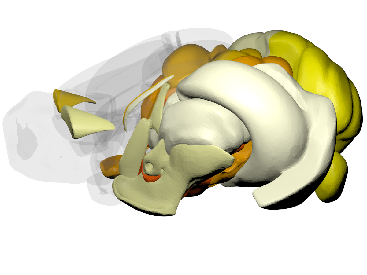 Subcortical structures