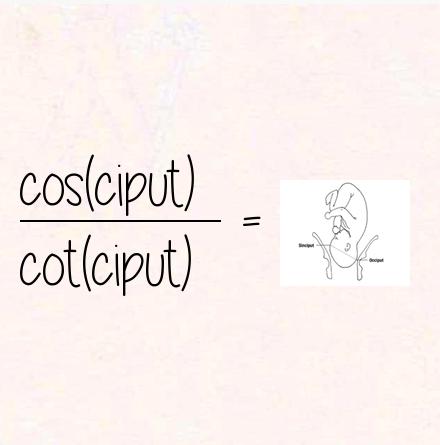 cos(ciput) / cot(ciput) = sinciput