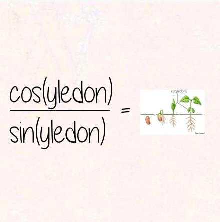 cos(yledon) / sin(yledon) = cotyledon