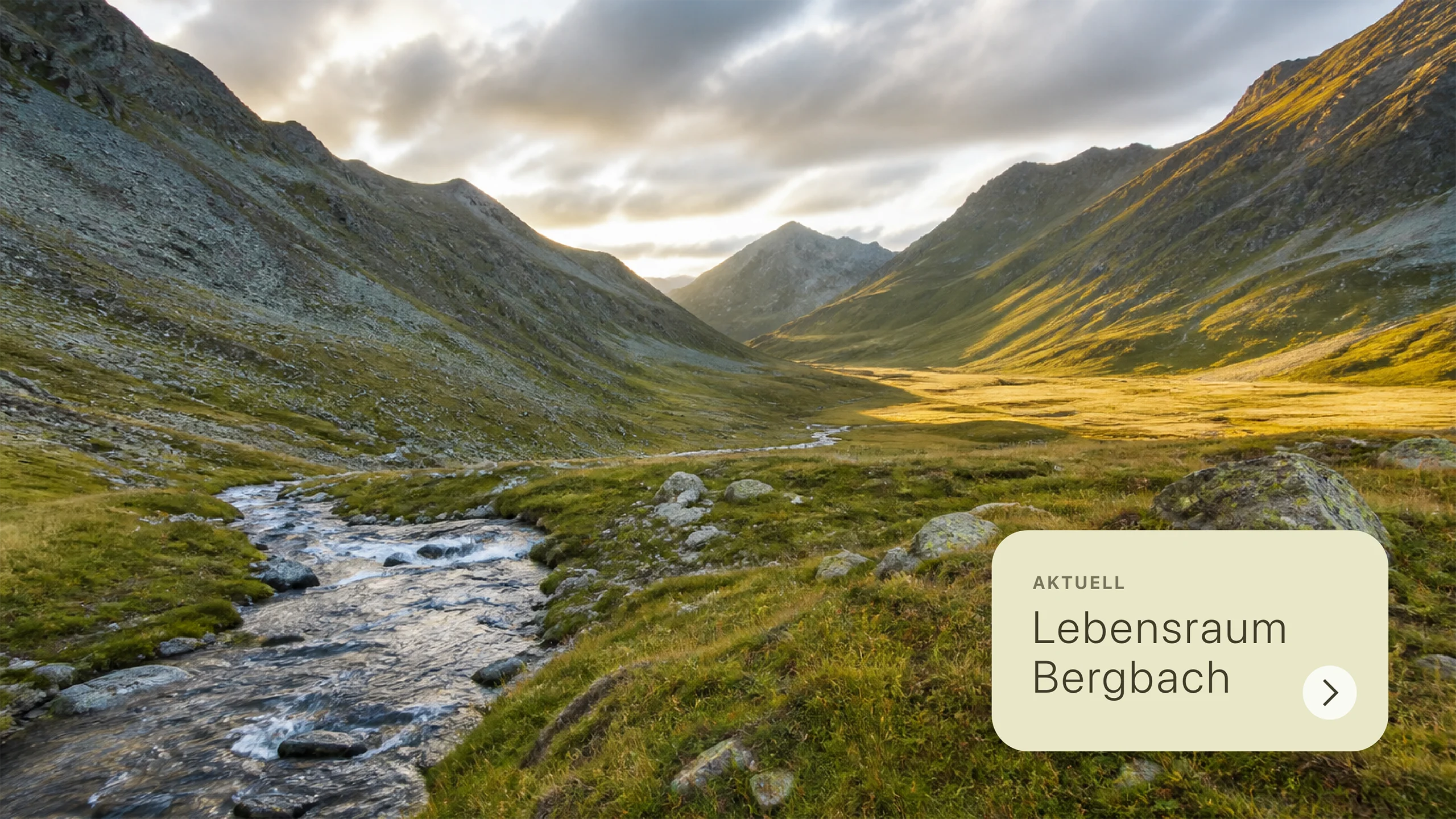 Ein verlinkter WordPress-Beitrag wird als Teaserkarte über einem grossformatigen Coverbild dargestellt.