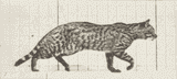 /a,w_160/animated.gif
