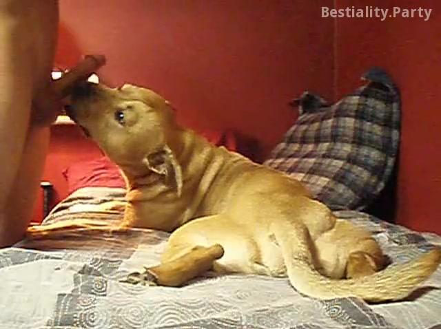Dog lick boy's cock. Home man bestiality