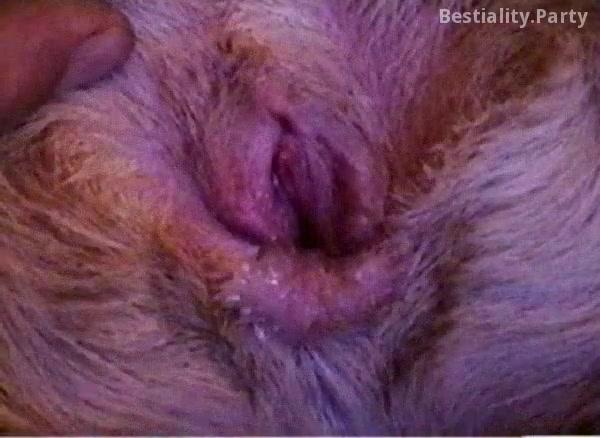 Man animal mating sex