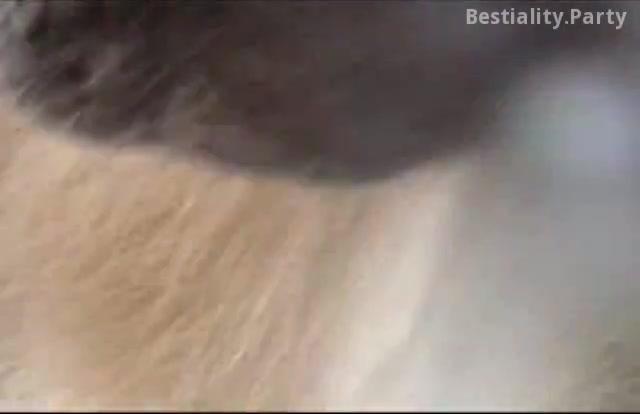 Retro dog handjob cumpilation