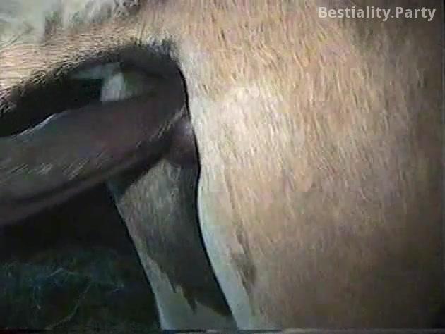 Gay donkey fuck another donkey. Real gay animals