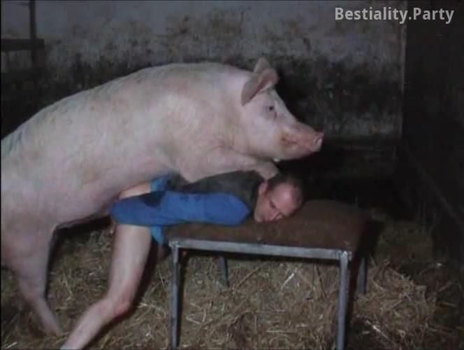 Porn man with pig. Humam is passive and give ass for fuck