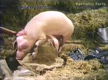 Pig and woman have sex in doggy-style. Pig is active.