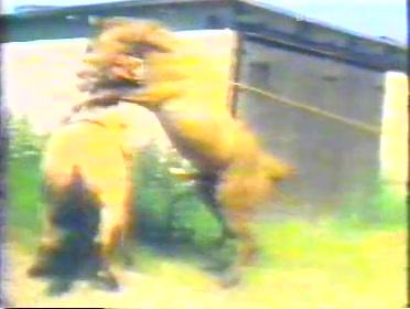 Beastiality porn at farm. Animal fuck animal, man fuck pig and cow