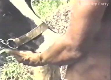 Men fucks cows - compilation of zoo porno