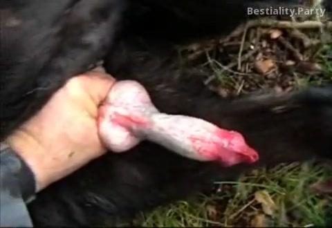 Dog cock handjob compilation
