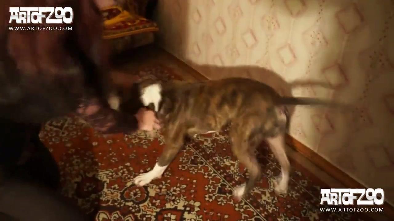 Maid bestiality porn in Minsk flat