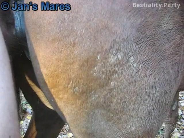 Man horse fuck at outdoor