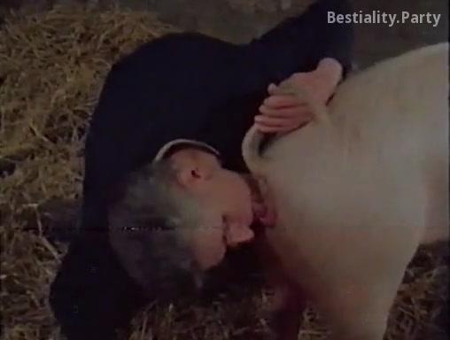 Animal porn with pig compilation