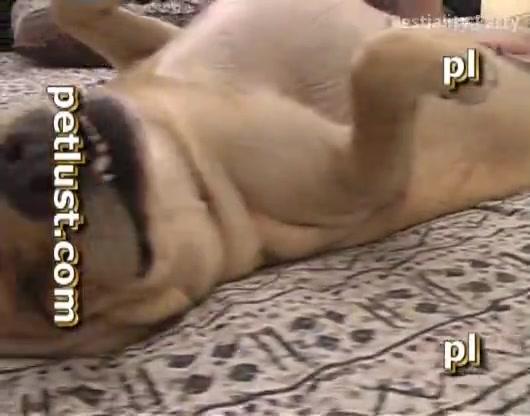 Boy and female dog sex