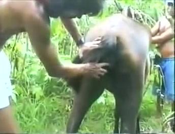 Homem comendo égua no mato grosso