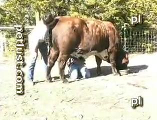 Man suck bull dick