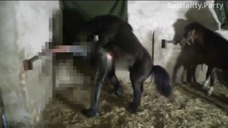 Horse xxx compilation. Only active horse!