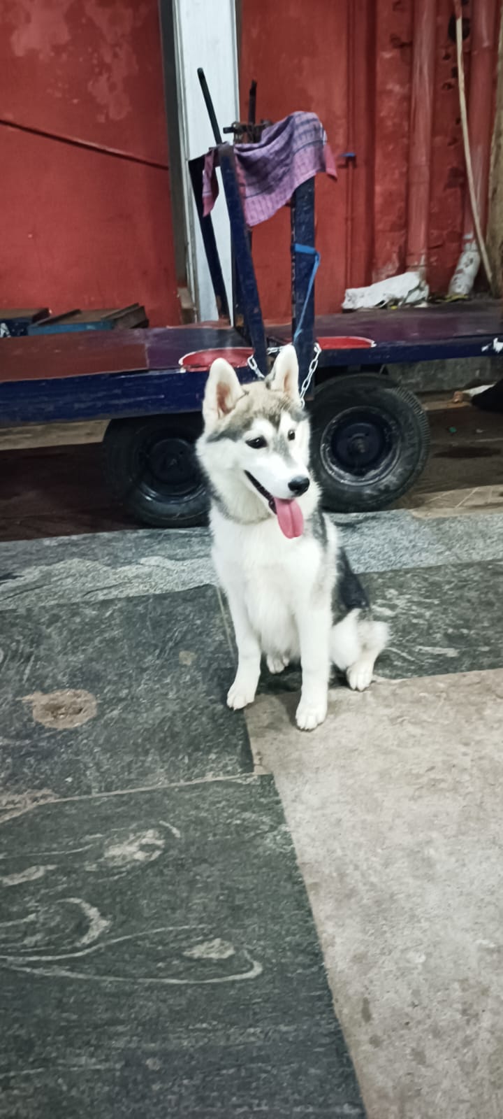 Happy pet reunion 5