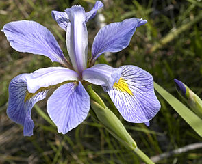 Iris Virginica flower; credit: Wikimedia Commons