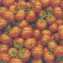 tomatoes.png