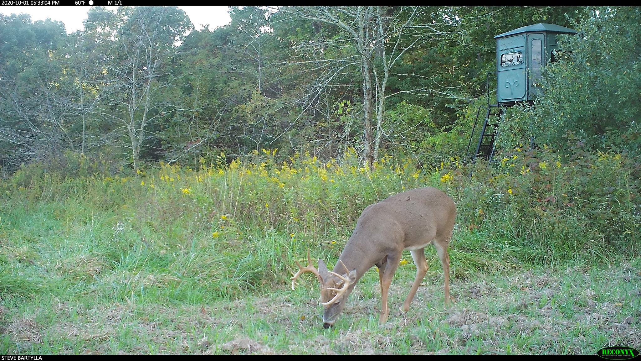 Trail cam buck near blind