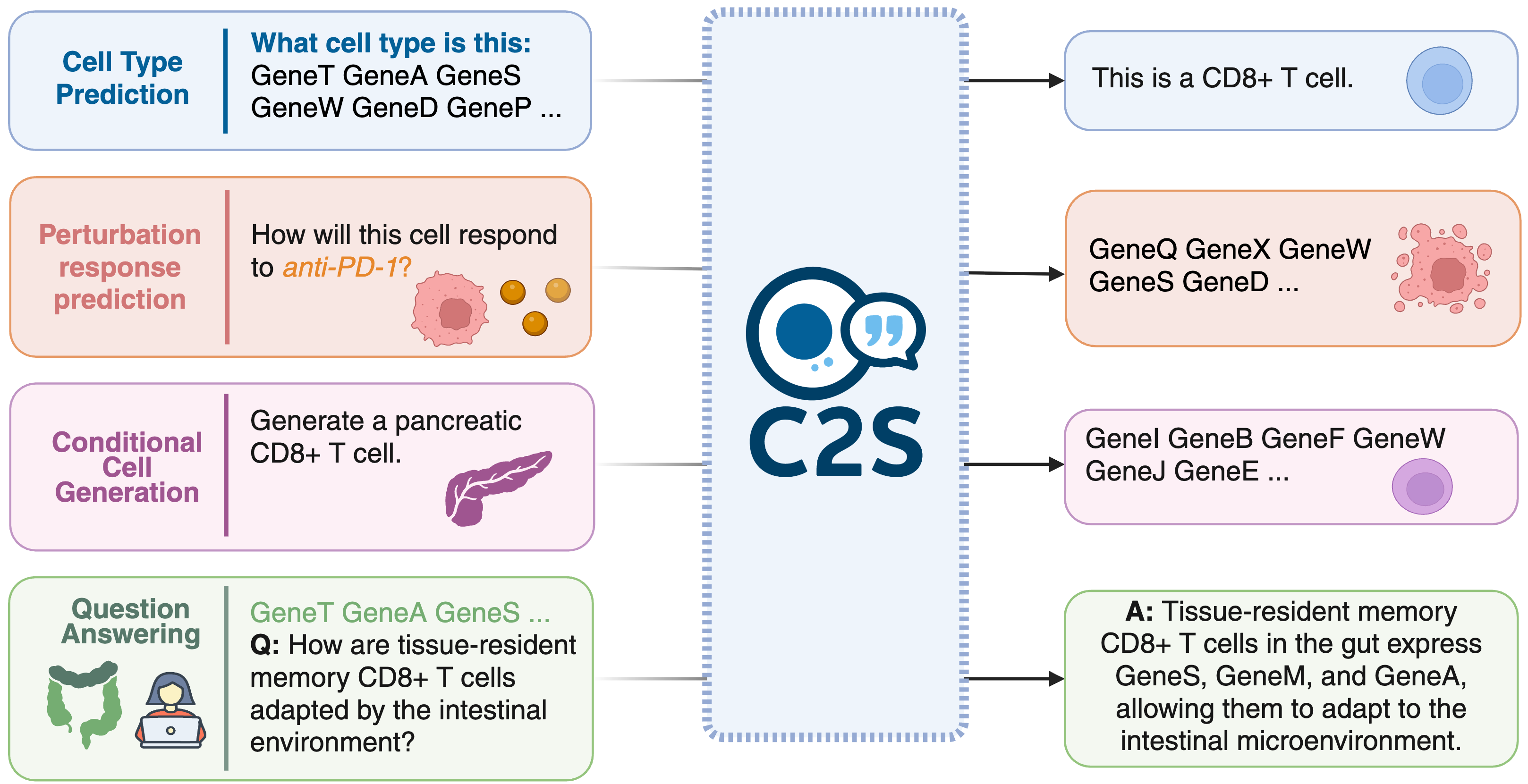 cell2sentence workflow image