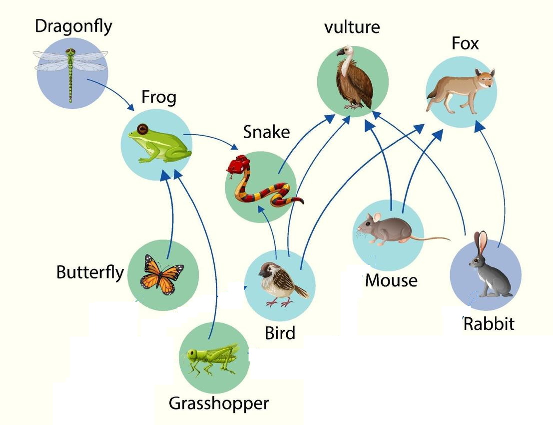 foodWeb