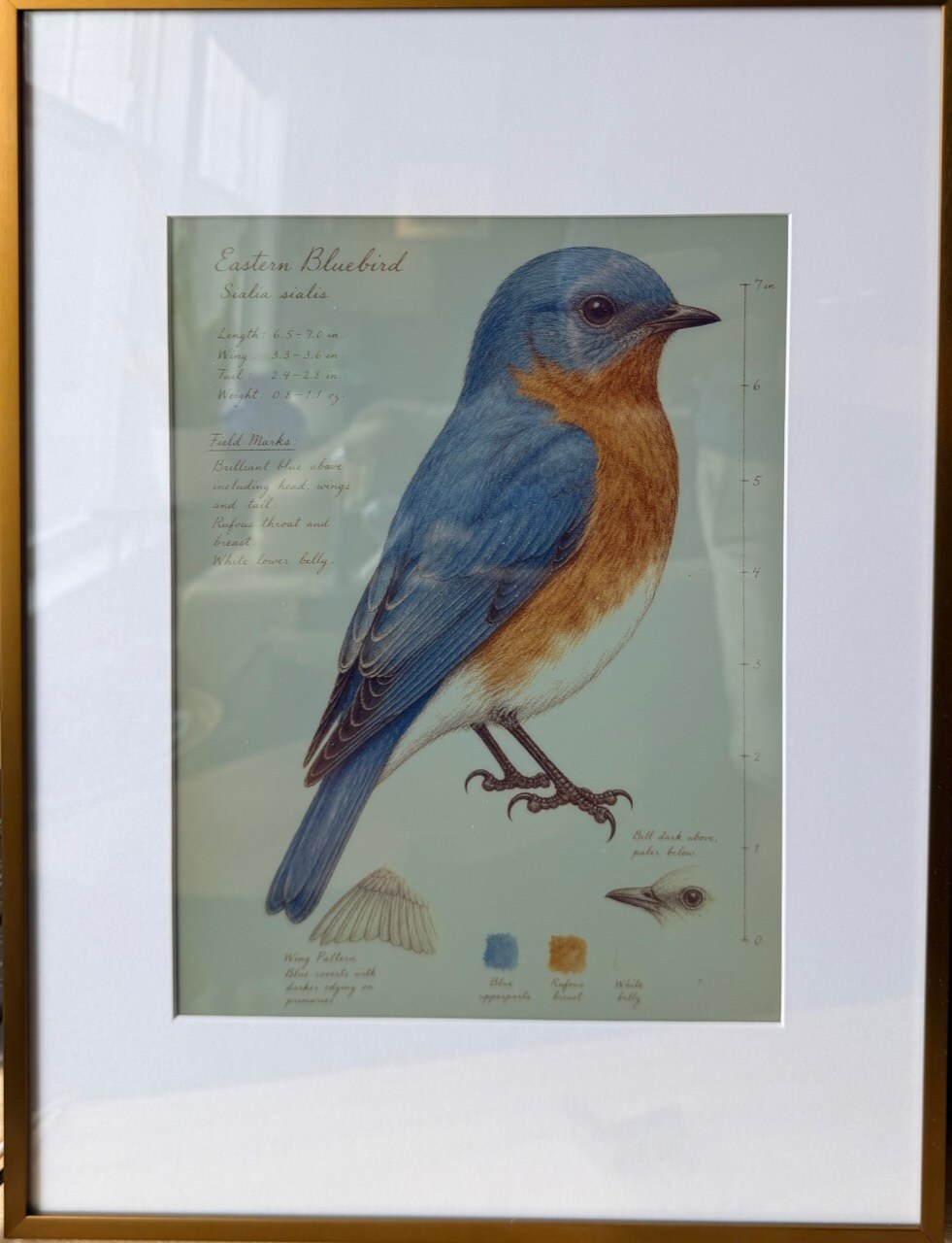 Inky Bird Frame displaying an Eastern Bluebird field-journal plate in a bronze portrait frame