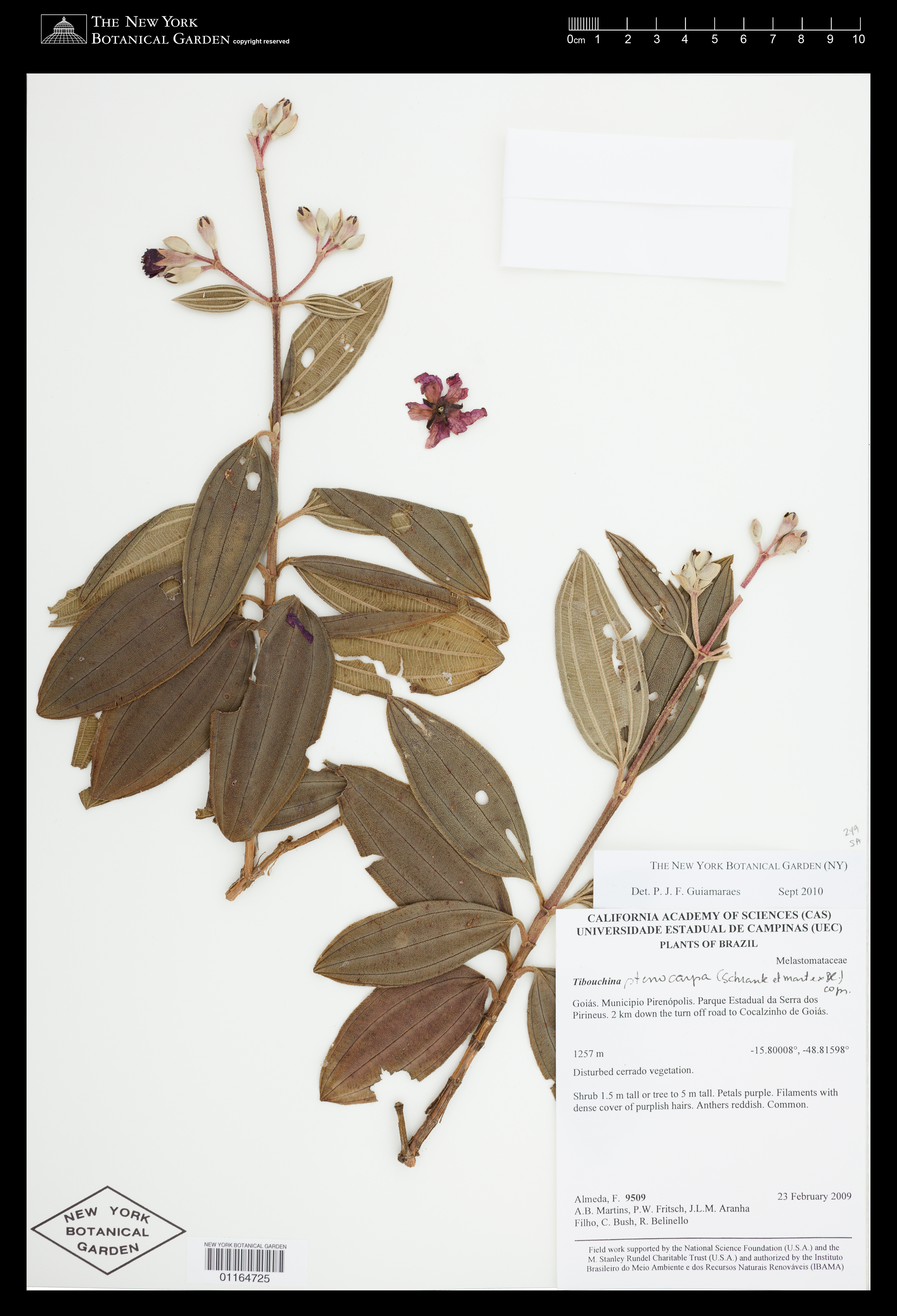 Herbarium Challenge 2019 Fgvc6 Kaggle