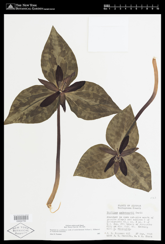specimen4