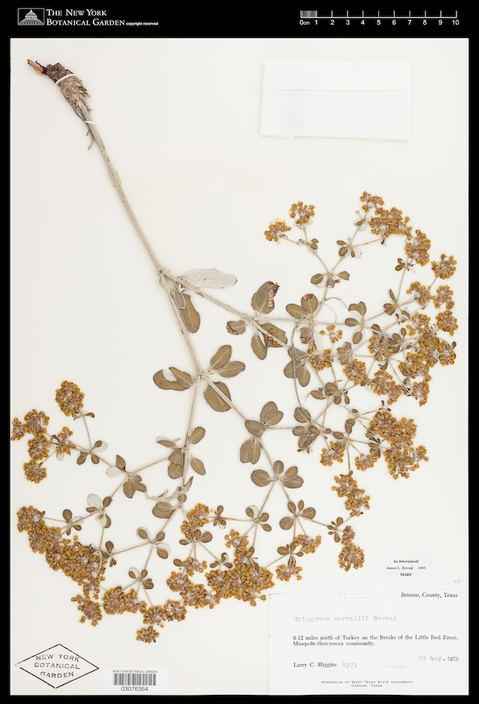 specimen5