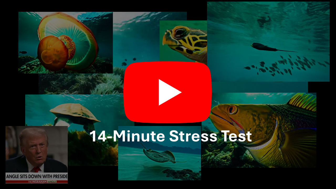 Watch the video