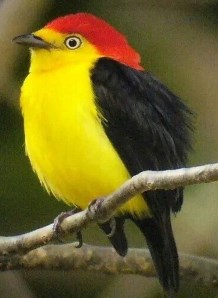 Wire-tailed manakin
