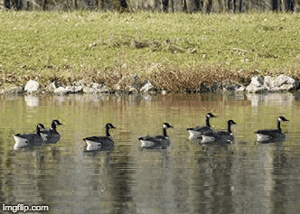 Ducks