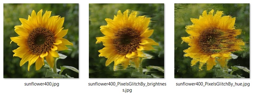 Imperfect selection sorting of an sunflower