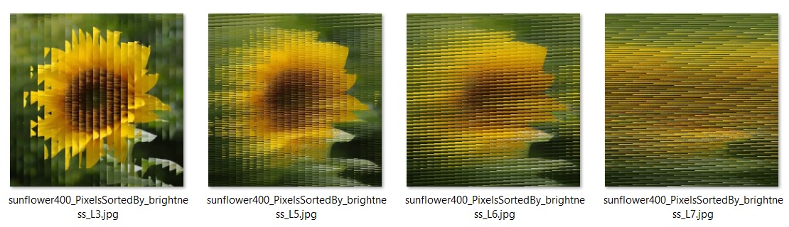 Incomplete Merge Sorting of an sunflower by brightness