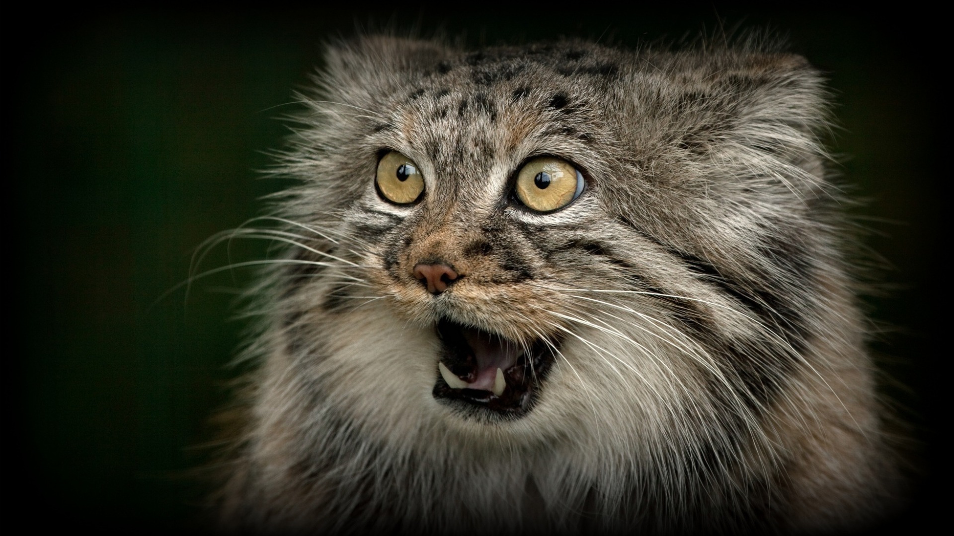 manul cat