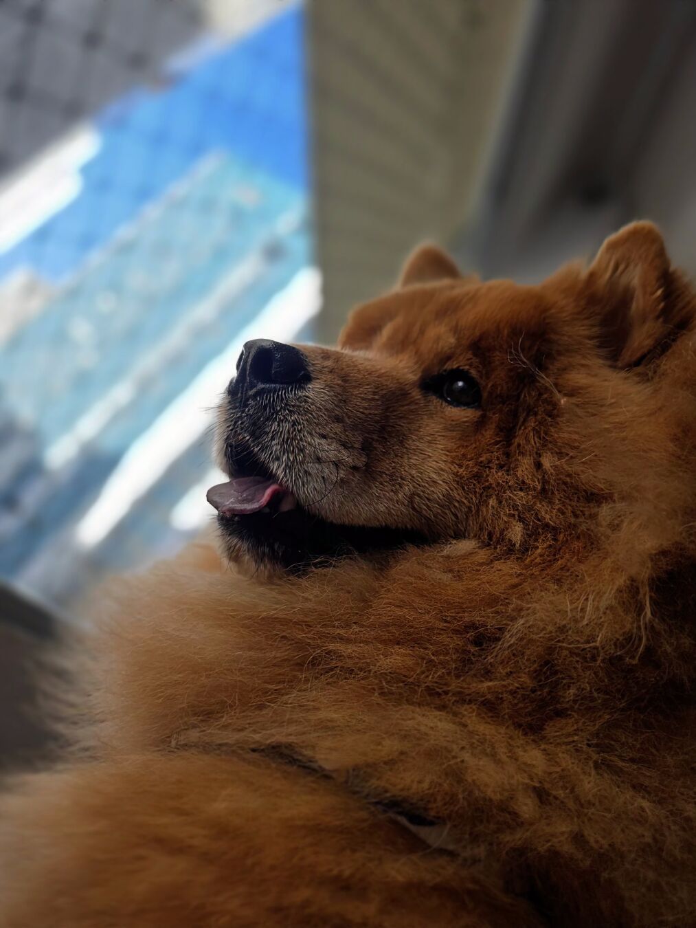 close do deus do trovão, Thor!

#chowchow