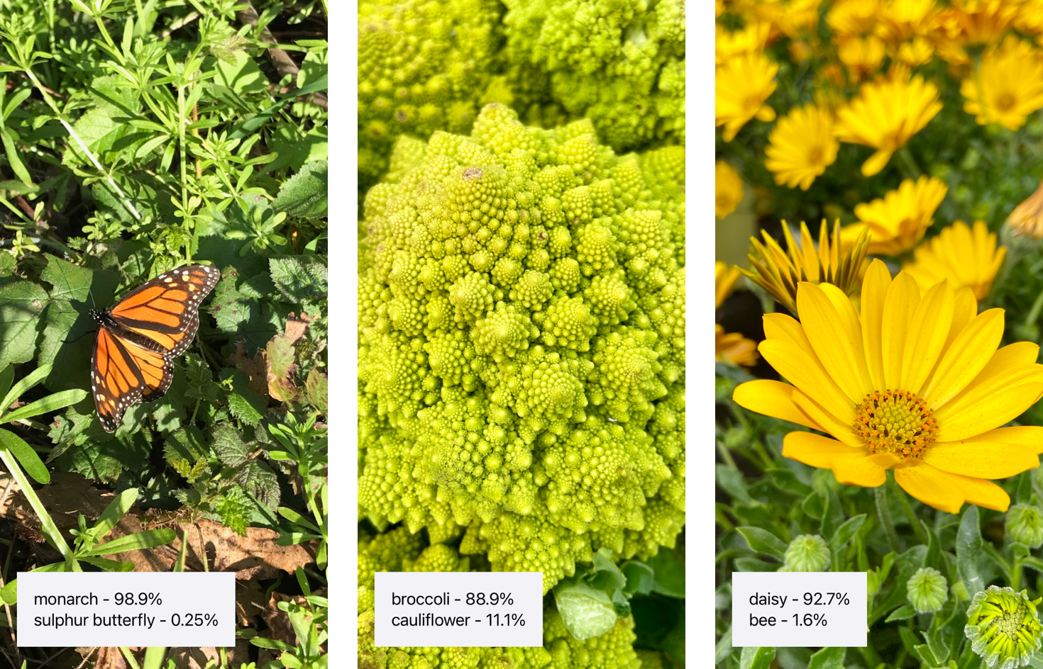 Screenshots of the app identifying a monarch butterfly, broccoli, and a daisy in a field.