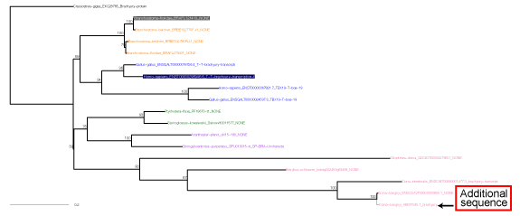 ML tree