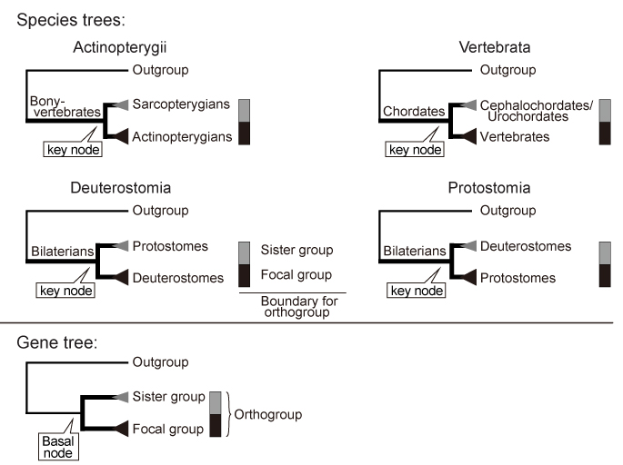 analisis group