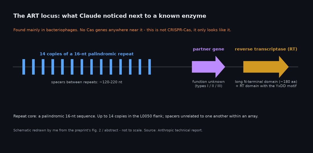 Dark schematic of the ART locus: an array of 14 short repeats with spacers, a partner gene, and a reverse transcriptase gene with a long N-terminal domain