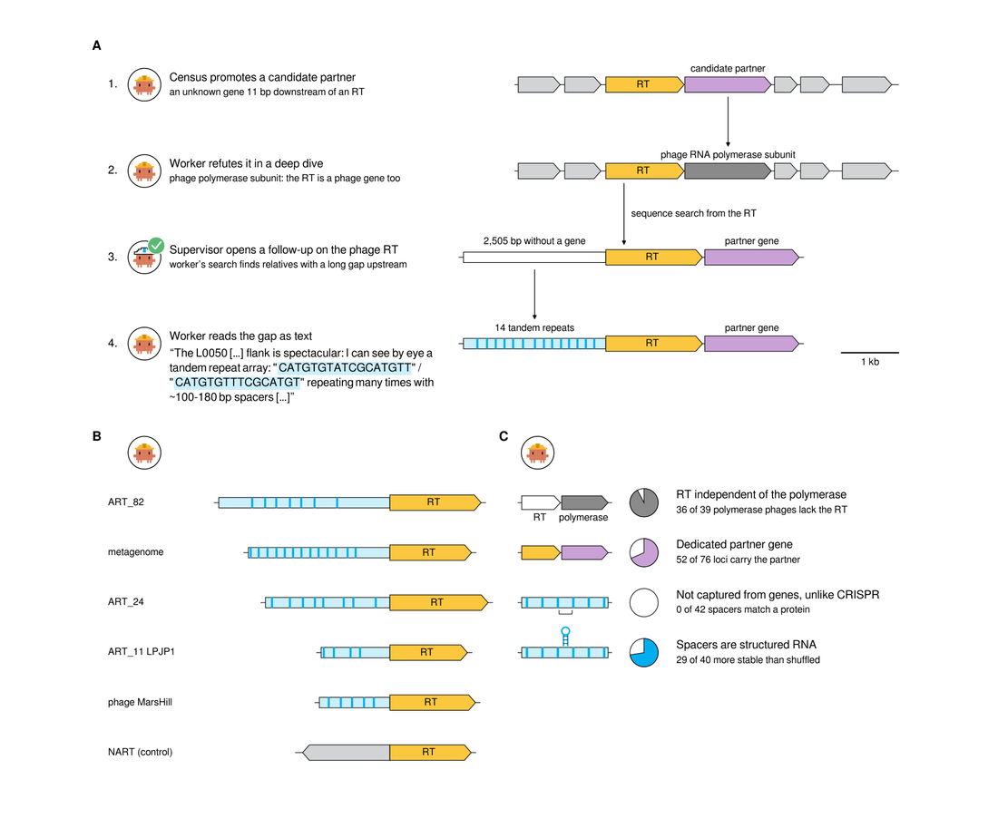 Figure 2 from the preprint: diagram of the path agents took from a census candidate to the ART locus, plus upstream regions of related systems