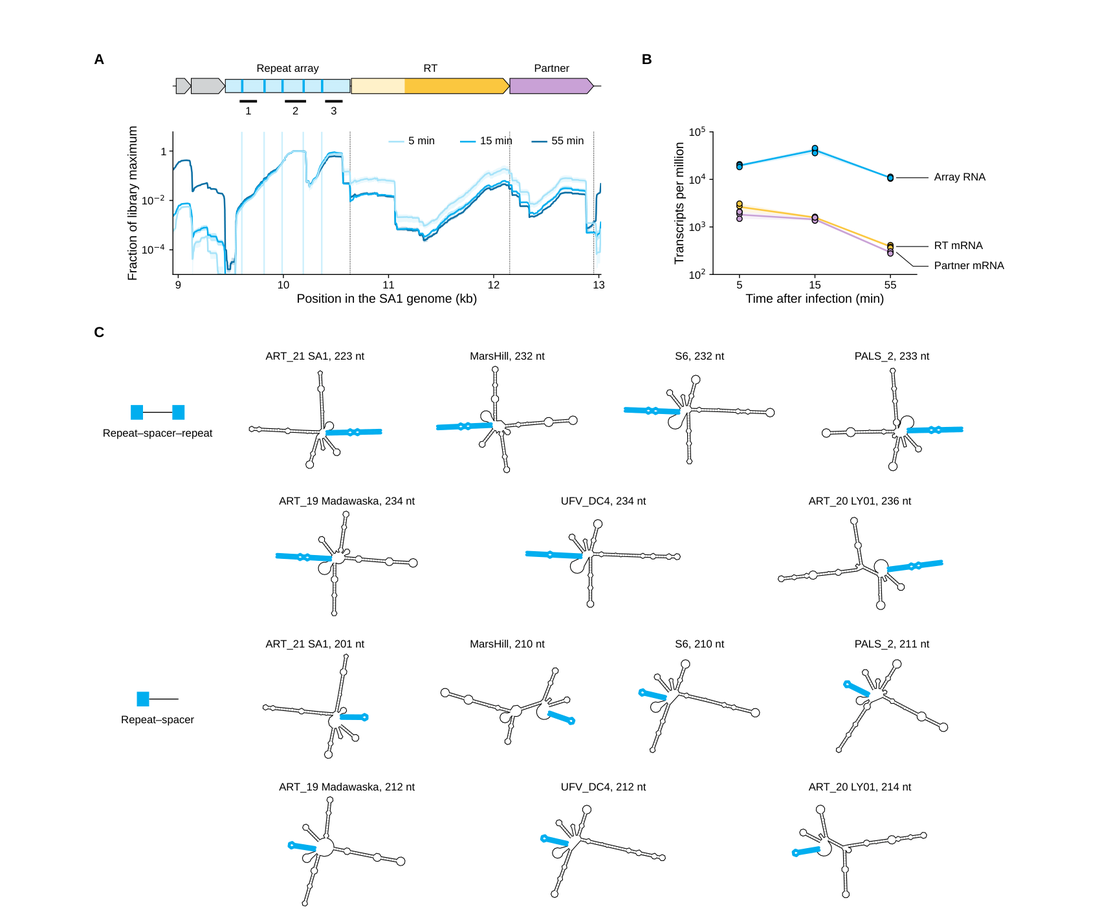Figure 6 from the preprint: RNA-seq coverage over the SA1 ART locus at 5, 15 and 55 minutes after infection, transcript abundance in TPM, and predicted RNA secondary structures