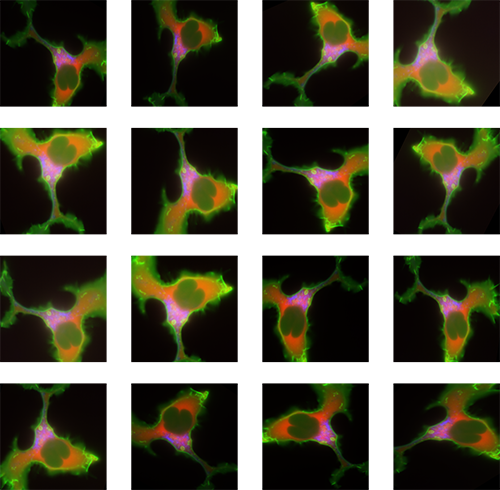 Cell Transformations