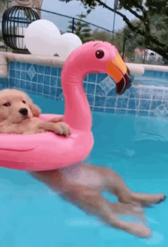 Cachorro boiando em uma piscina com uma boia de flamingo